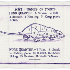 Rat-tea-towel-2