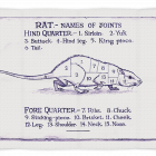 Rat-tea-towel-4