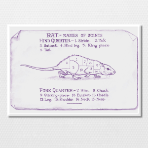 Joints of Rat Artwork Magnet