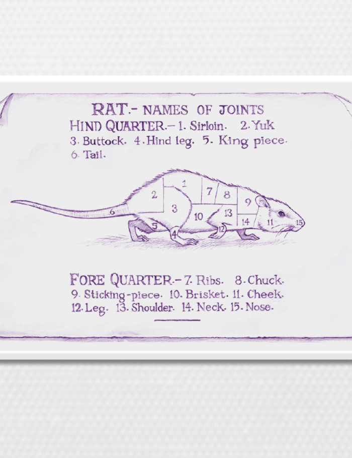 Joints of Rat Artwork Magnet